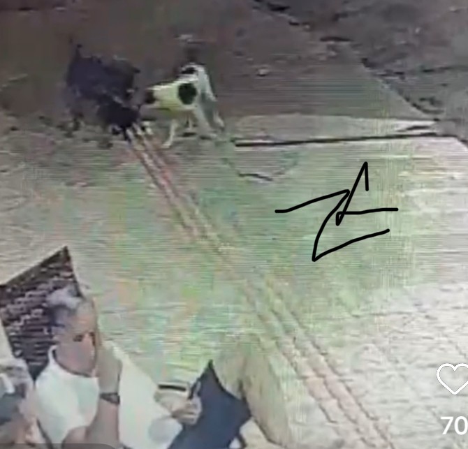 ALERTA - Pitbull ataca e mata cachorro na frente de idosos em plena avenida Brasil em Paranatinga