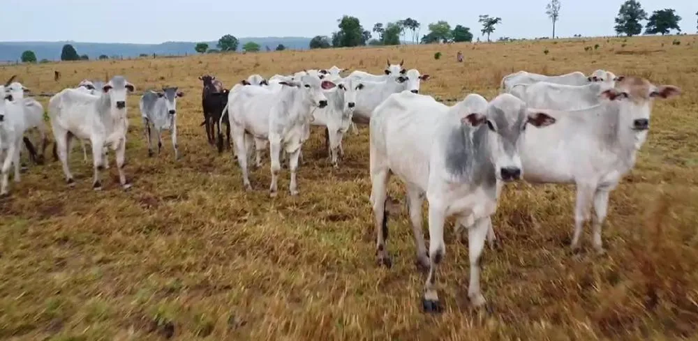 Indígenas Bakairi mantêm criação com mais de mil cabeças de gado em oito aldeias de Paranatinga e Planalto da Serra