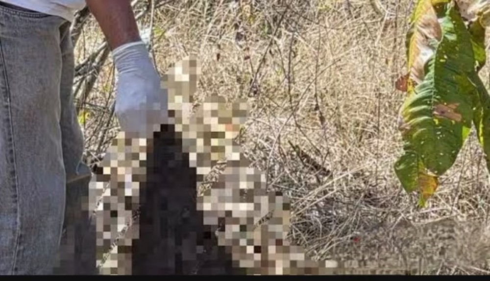 Foto: Reprodução
